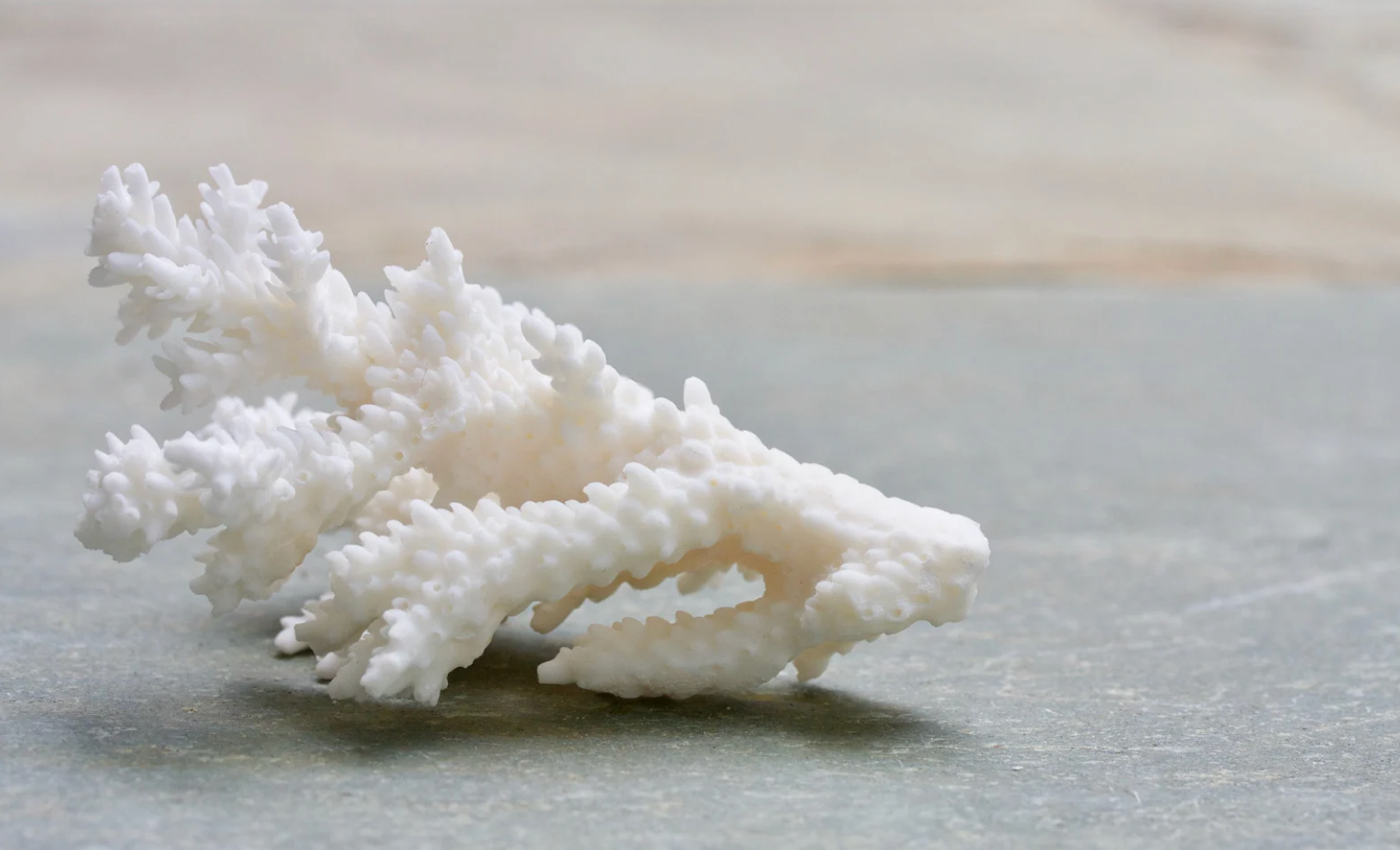 Coral restoration by Mermaids Club - help grow coral purchase beachrobes